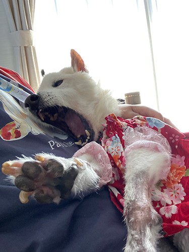 お気に入りのワンピースを着て、腕をグンっと伸ばして大あくび「パパさんの抱っこは気持ちいいなぁ」（上村さん提供）