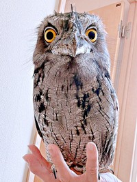 オーストラリアガマグチヨタカのガブちゃん（画像提供：haru_gardenさん）