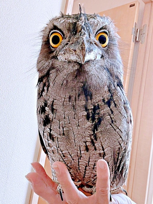 オーストラリアガマグチヨタカのガブちゃん（画像提供：haru_gardenさん）