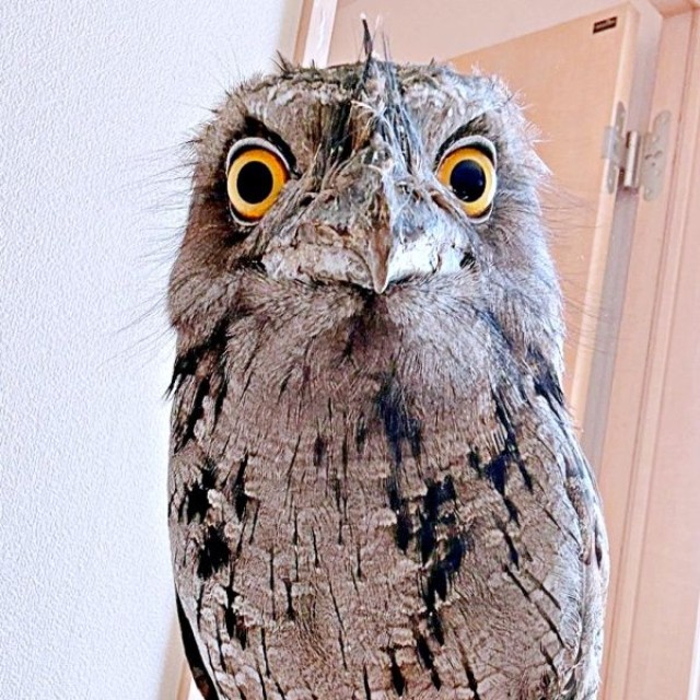 オーストラリアガマグチヨタカのガブちゃん（画像提供：haru_gardenさん）
