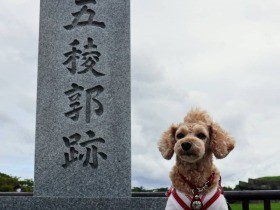 初めての海　水平線の向こうまで走ろうとして（？）立ち往生　トイプードル「モカ」