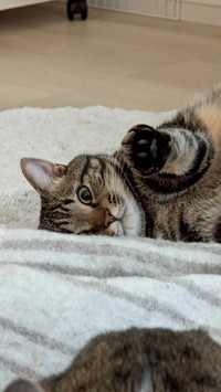 抱っこやお膝の上で寝ることも大好きな甘えん坊さん