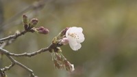 岡山市で桜が開花　平年より9日早く