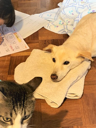 はなを見守ってみんなが暮らした。宿題もはなのそばで（直実さん提供）