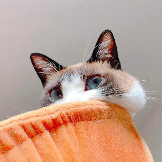 正面からこぼれるほっぺ（提供：マミ太郎さん）