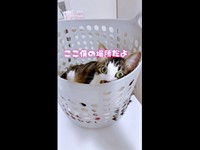 再び、カゴの中で落ち着いたそうちゃん（画像提供：ねこのそうちゃんですさん）
