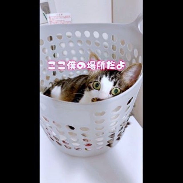 再び、カゴの中で落ち着いたそうちゃん（画像提供：ねこのそうちゃんですさん）
