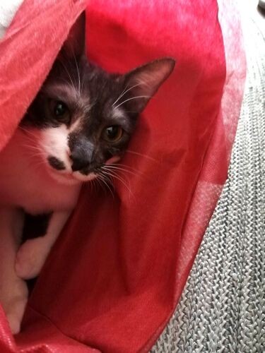 3週間から1カ月も経つとすっかり慣れて、いろんな表情を見せてくれるようになった（愛子さん提供）