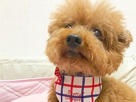 お菓子が大好き！　クリクリお目々のトイプードル、「ジル」