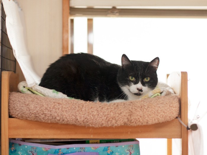 「金太郎です。お腹に金の字の前垂れしてないけどね」（小林写函撮影）