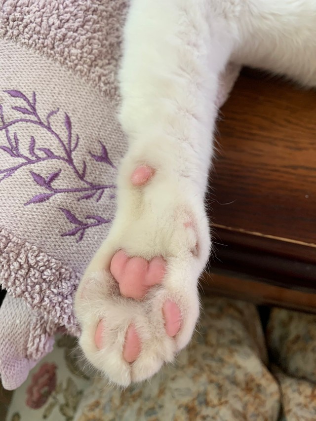 外は歩かぬロウネーンさんの肉球。里親探し中（提供写真）