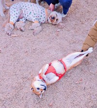 足ピーン！ なでなでを堪能するゆづちゃん（画像提供：柴犬 ゆづさん）