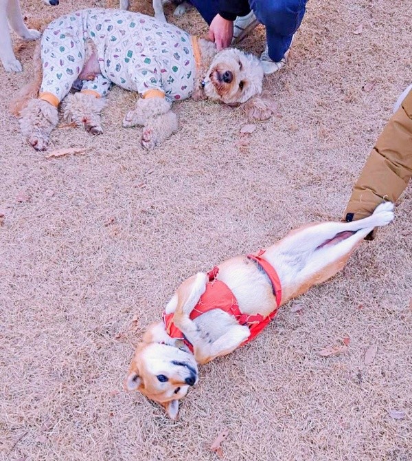 足ピーン！ なでなでを堪能するゆづちゃん（画像提供：柴犬 ゆづさん）