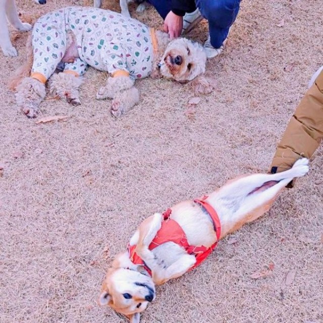 足ピーン！ なでなでを堪能するゆづちゃん（画像提供：柴犬 ゆづさん）