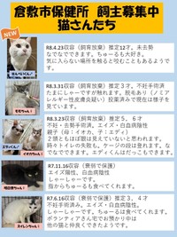 飼い主募集中の猫／提供：倉敷市保健所