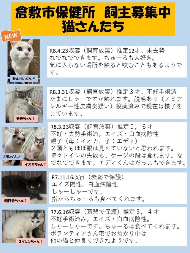 飼い主募集中の猫／提供：倉敷市保健所