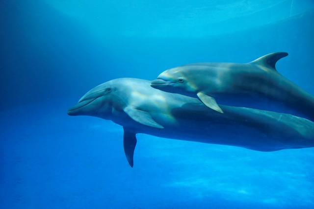 たまにはお母さんが赤ちゃんに嫉妬も！？母子仲良しのハンドウ