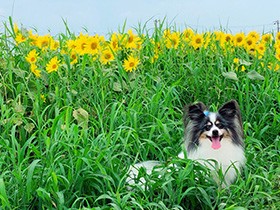 ひまわり畑でハイ、ポーズ　パピヨンの「マーリン」　