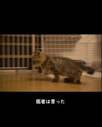 保護直後、後ろ足を引きずっていた（「迷い猫てんちゃん┃Ten」さん提供、Instagramよりキャプチャ撮影）