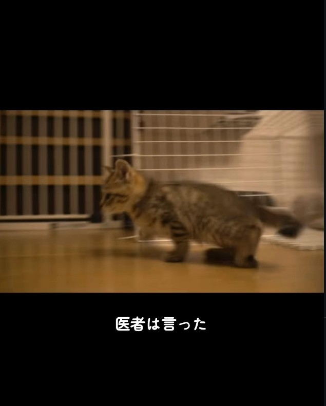 保護直後、後ろ足を引きずっていた（「迷い猫てんちゃん┃Ten」さん提供、Instagramよりキャプチャ撮影）