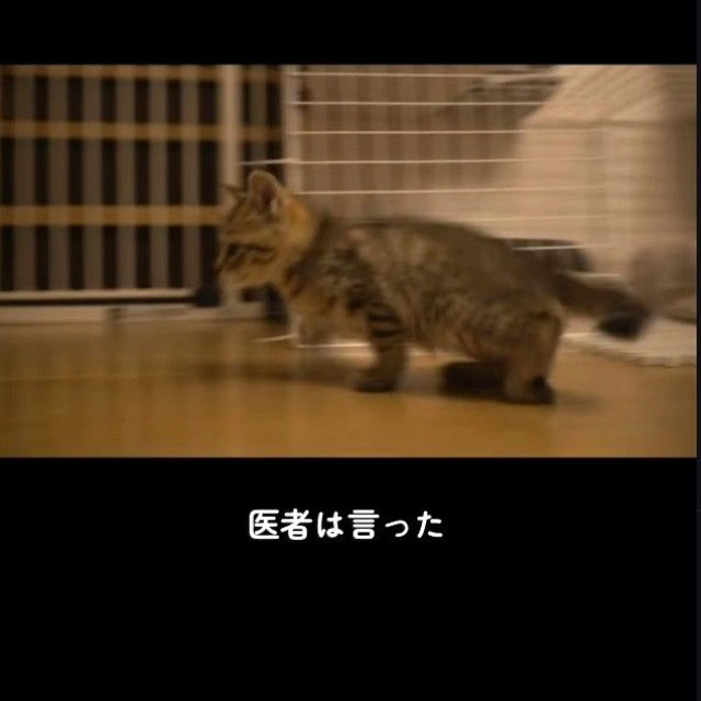 保護直後、後ろ足を引きずっていた（「迷い猫てんちゃん┃Ten」さん提供、Instagramよりキャプチャ撮影）