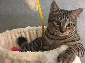 キャットタワーで、ぼーっと一息つくキジトラ「テト」