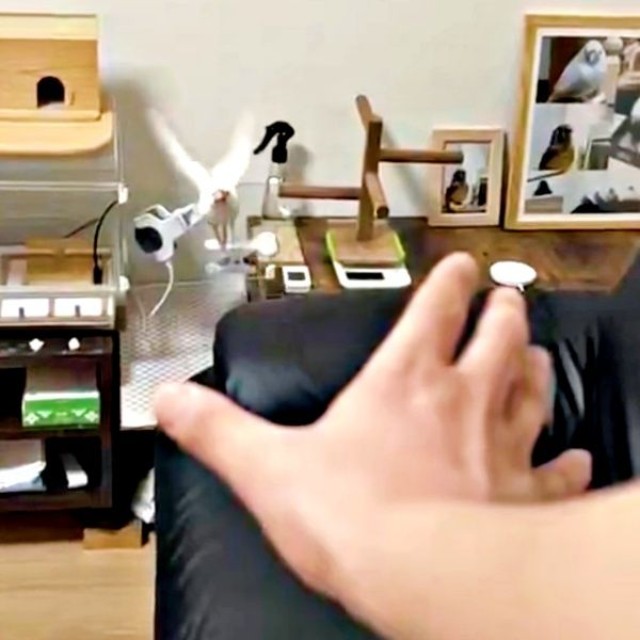 飼い主さんのほうへ飛び立つポッケくん（画像提供：白文鳥のコッコさん）