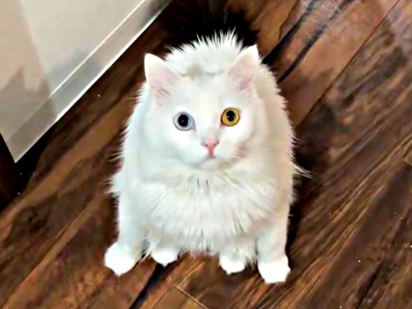 しゃがんだような体勢で飼い主さんを見上げるベニまるくん（画像提供：ねこみ白書さん）