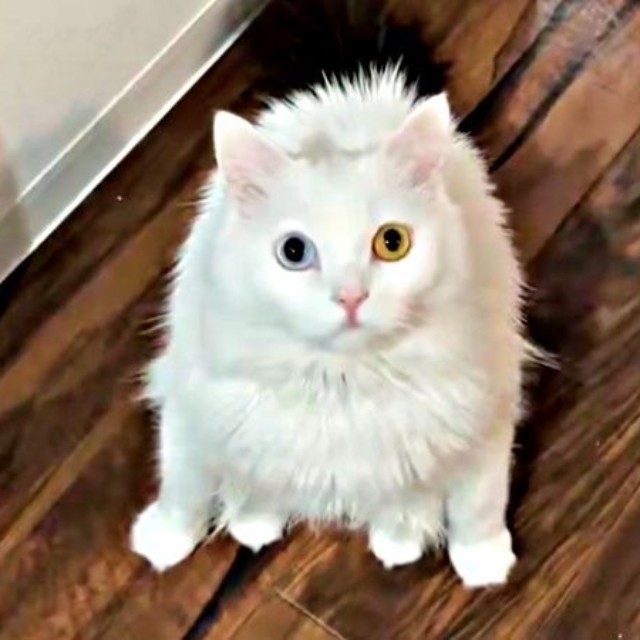 しゃがんだような体勢で飼い主さんを見上げるベニまるくん（画像提供：ねこみ白書さん）