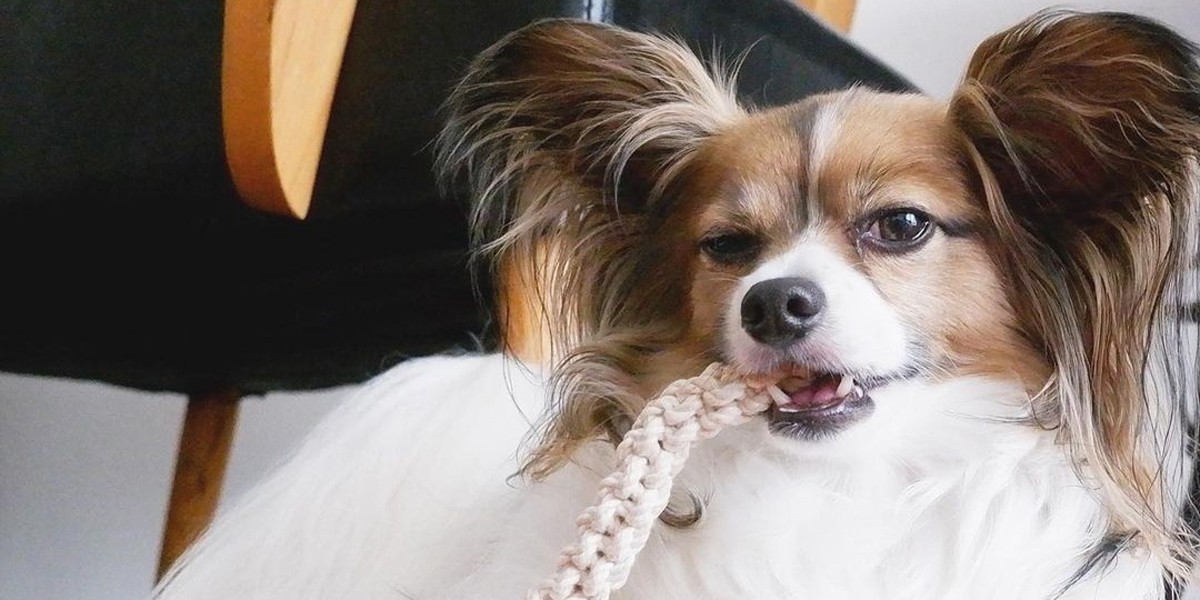 お尻をくっつけると落ち着く 甘えん坊でツンデレなパピヨン カイ 犬 猫との幸せな暮らしのためのペット情報サイト Sippo