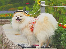 クルミ探せるよ　つぶらな瞳のポメラニアン「桜太(おうた)　」