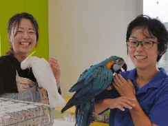 カラフルなインコとおしゃべり　いやされる「鳥カフェ」