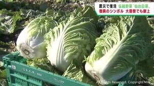 伝統の仙台白菜　復興のシンボルとして東日本大震災後に栽培が復活
