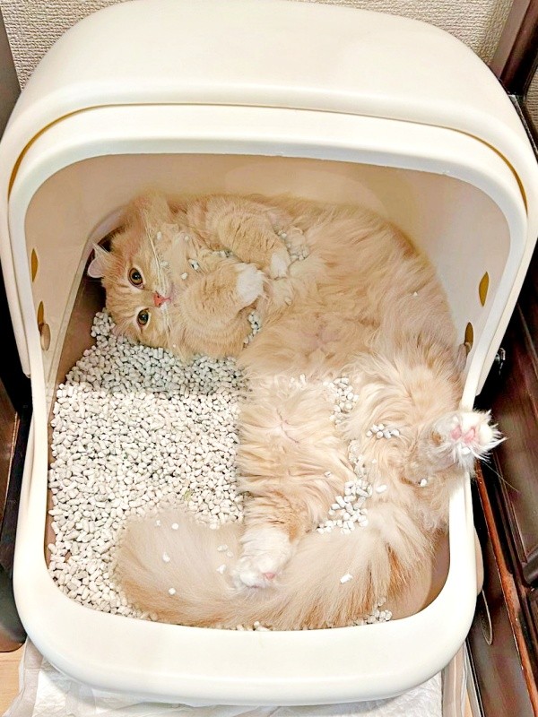 トイレの中でへそ天になってくつろぐチロルくん（画像提供：ちゃろこさん）