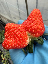 隣の苺とっくっついてしまったもの