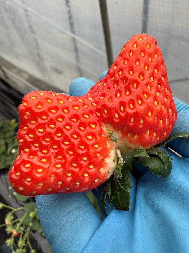 隣の苺とっくっついてしまったもの