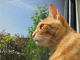 久しぶりに晴れた日、外の空気を感じてるよ　保護猫の「トラ」