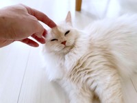 寝そべってくつろぐモナカちゃん（画像提供：“モナカ“ スコティッシュたち耳さん）