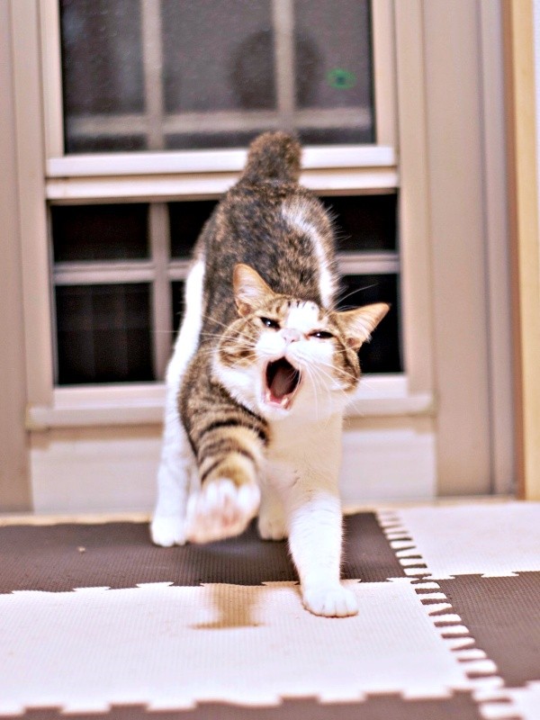 アクビをしながら伸びをするシエルくん（画像提供：BigBobさん）