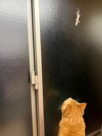 窓の向こうに現れたヤモリを見上げるましゅちゃん（画像提供：Kamui_310さん）
