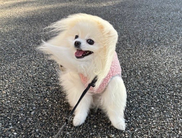 足を踏ん張って散歩を続けるこめたくん（画像提供：おこめ屋さん）