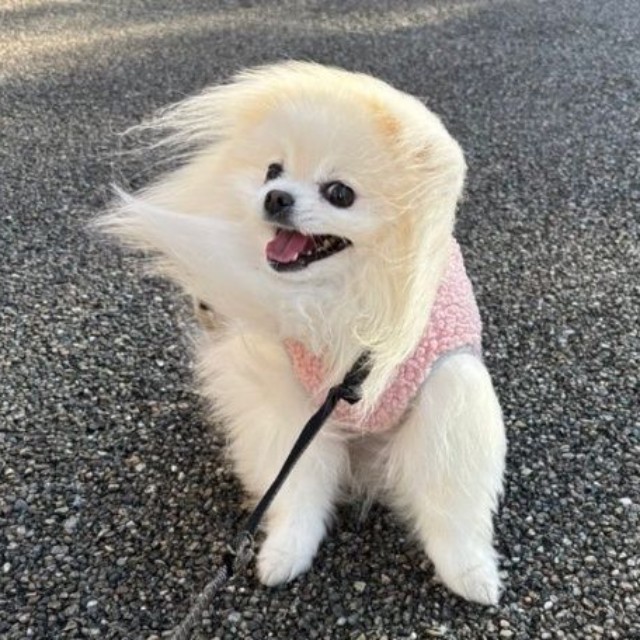 足を踏ん張って散歩を続けるこめたくん（画像提供：おこめ屋さん）