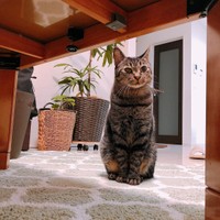 「もっとなでて～」と要求中