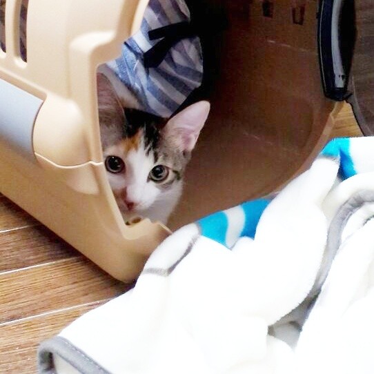 周囲の猫たちは気にしない ケージの上を悠然と歩く保護猫に一目