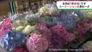 ５月８日母の日を前にカーネーションの出荷がピーク　仙台市中央卸売市場
