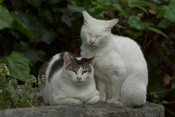 いつもの一日がすぎていくのニャ「のらのいる風景」（撮影　佐々木まこと）