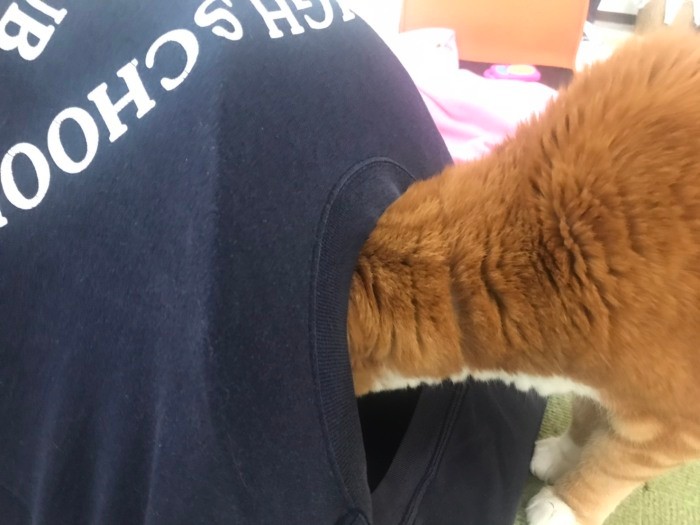 完璧なテントなのに中まで入らない専務…なぜ（Oさん提供）