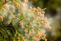 花粉の影響にお悩みの方も少なくないのではないでしょうか※画像はイメージです（miiko/stock.adobe.com）