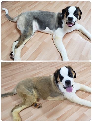 変色した毛を刈ること５～６回。バリカンや爪切りも繰り返し行い、徐々に慣れていった。がんばったね、ヨーゼフくん！