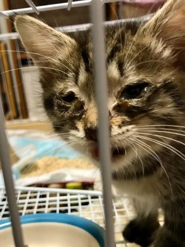 家にきたころの「Misha(ミーシャ)」